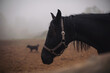Dramatic portrait of a black horse and black dog in the paddock. Horse at a farm with foggy background. Old retired horse. Equestrian club, horse riding, animal protection, pet concept. loneliness.