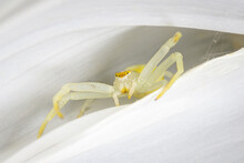 Close-up Of Crab Spider Hiding Between White Flower Petals 