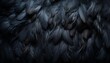 Detailed black feather texture background with digital art featuring large bird feathers