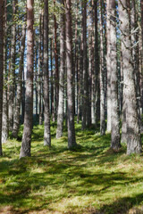 Poster - Cairngorms National Park, Highlands, Scotland