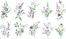Watercolor Floral Set With Lavender, Eucalypt, Clover. Hand Drawing Illustration Isolated On Transparent Background. Vector EPS.