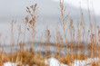 © Dylan - Boulder Colorado Plants, Wild Plants Near Lake in Boulder