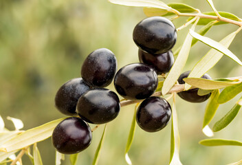 Wall Mural - Fresh organic olives on the olive tree