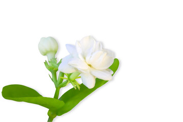 Wall Mural - beautiful jasmine  white flower blooming isolated on  cutout transparent background,png format