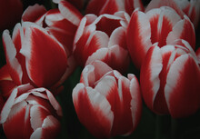 Blooming Red White Tulip Field