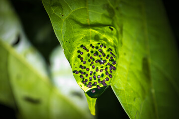 Insects and amphibians at night in Drake bay (Costa Rica)