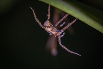 Insects and amphibians at night in Drake bay (Costa Rica)