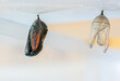 monarch butterfly emerging from chrysalis