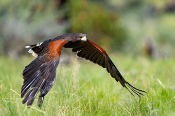 Wall Mural - Harris Hawk Hunting in a Grassy Field