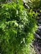 Japanese climbing fern, 'Kanikusa', 'Tsurushinobu', Lygodium japonicum