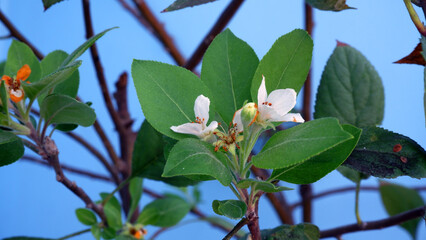 Wall Mural - Close up photo of Fuji apple tree flowers in bloom