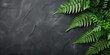Green fern leaves on black slate stone background. Old fossil imprint of shell on rock stone and green fern leaf.