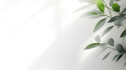 Poster - Minimal abstract white background, green foliage, space for text.