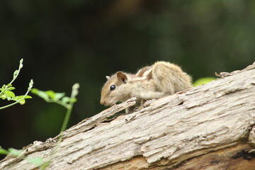 Squirrel, a medium-size rodents playing with it's food, close view on a tree dried branch.