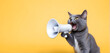 A funny cat with a loudspeaker