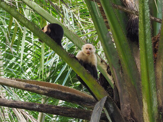 A white-faced capuchin monkey stares at the camera.