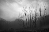 Fototapeta  - mglisty poranek w czerni  i bieli 
