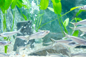 Wall Mural - Beautiful fish in a glass tank.