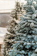 Close up of blue flocked Christmas tree