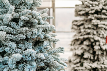 Close up of blue flocked Christmas tree