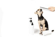 grooming, pet hygiene, dog cosmetics, groomer combing dog with comb in animal spa salon