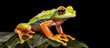 Triprion, the shovel-headed tree frogs, are a genus in the Hylidae family and can be found in Mexico, the Yucatan Peninsula, and Guatemala.