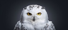 Snowy Owl, Named Hedwig In Harry Potter.