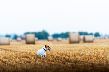 Sticker - Jack Russell terrier dog on agricultural field with round bales of dry hay during sunset. Rural landscape