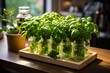 Herb Gardens: Fresh and practical visuals of indoor herb gardens, potted herbs on kitchen counters, promoting freshness and convenience for culinary experiences