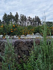 Canvas Print - 
This is a tangerine field visible beyond the stone wall.