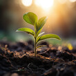 © ณิชพน สุขเกษม - Close Up of a Young Plant Bathed in Morning Light. Embracing the Energy of New Beginnings. Cultivating Agriculture and Eco Living