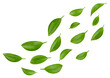 © Maks Peoplenko - Leaf citrus clipping path