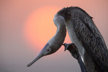Socotra Cormorant Preening During Sunrise, Bahrain