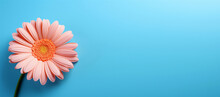 A Beautiful Daisy Tinted In A Fashionable Peach Fuzz Color On A Blue Background. Place For Text, Copy Space