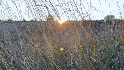 Wall Mural - Dry grass with ears against sky at sunset