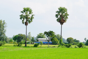 Wall Mural - View of green rice fields, natural view.