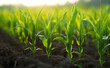 Rows of young corn plants growing on the field