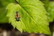 Asian Multi-colored Lady Beetle Larva - Harmonia axyridis