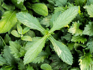 Wall Mural - green leaves Makes you feel refreshed