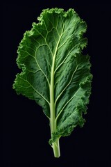 Poster - A detailed view of a leafy vegetable against a black backdrop. This image can be used for various purposes