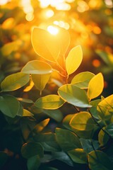 Poster - Sunlight streaming through the leaves of a bush. Perfect for nature-themed designs and projects