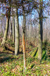 A forest that comes to life after winter, a sunny day in early spring