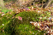 A clump of moss in the forest, nature coming to life, the forest in March