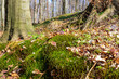 A clump of moss in the forest, nature coming to life, the forest in March