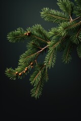 Sticker - A branch of a pine tree with cones. Suitable for nature-related designs and illustrations