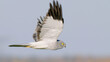 Hen harrier bird of prey in flight Circus cyaneus