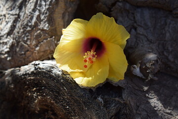 Hibiscus flower