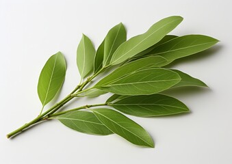 Canvas Print - Olive branch, Banner with green leaves, AI generated