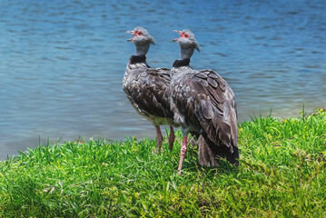 Sticker - Southern Screamer pair screaming (Chauna torquata)