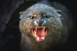 Angry Jaguarundi showing teeth (Herpailurus yagouaroundi) - Central and South American slender wild cat